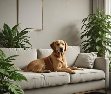 3 ½ à Louer, Animaux Acceptés! - Photo 1