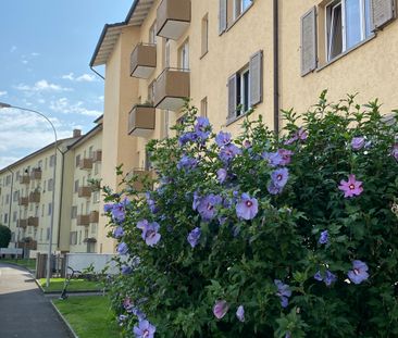 8952 Schlieren - Photo 3