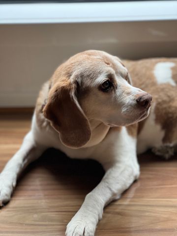 Fitzroy North - Photo 5