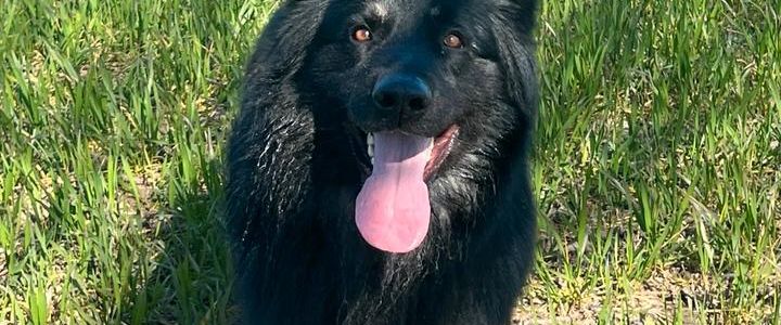 Suche Wohnung mit Hund Schloss holte Bielefeld - Foto 1