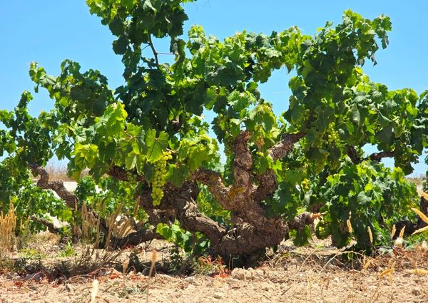 WIDE ESTATE FOR RENT IN TEULADA FOR LONG TERM