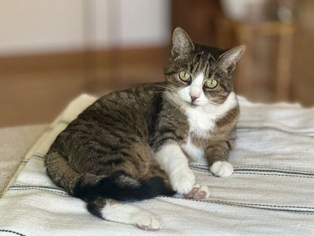 31/2-ROOM APARTMENT IN ZURICH - DISTRICT 9 ALTSTETTEN, FURNISHED, TEMPORARY - Photo 3