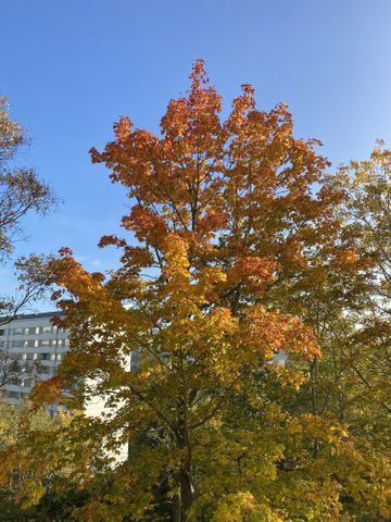 Doktor Forselius Backe, Göteborg - Photo 2