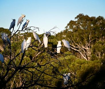 11 Hinkler Avenue, 2074, Turramurra Nsw - Photo 4