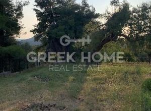Μονοκατοικία για ενοικίαση - Καπανδρίτι - Φωτογραφία 5