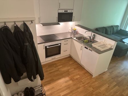 Gaffelseglet, Vega - Photo 3