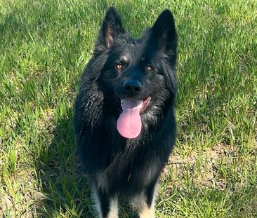 Suche Wohnung mit Hund Schloss holte Bielefeld - Foto 1