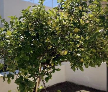 Planta baja de alquiler en Carrer de Can Socies, 6, Establiments - Photo 5