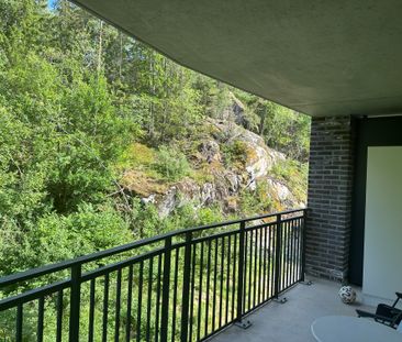 Gaffelseglet, Vega - Photo 4