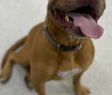 Collingwood - Photo 2