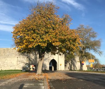 Sören Norrbysgatan, Visby - Photo 2
