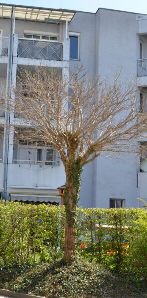 3-Zimmer Wohnung mit Loggia und Tiefgaragenabstellplatz im 1. Stock ohne Lift - Photo 1