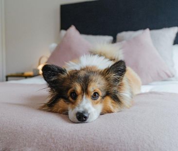 3 bedroom flat to rent - Photo 5