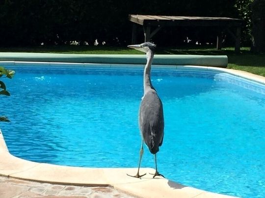 APPARTEMENT 1 PIÈCE À OBERGÖSGEN (DIM), MEUBLÉ - Photo 1