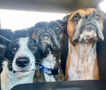 3 ½ à Louer, Animaux Acceptés! - Photo 2