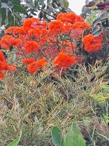 Wollongong CBD - Photo 4