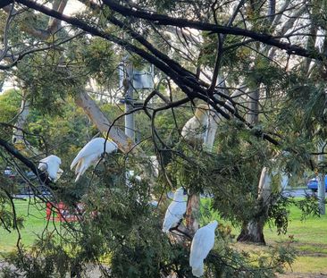 Lower Plenty - Photo 5