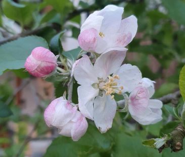 1.Zi.Wohnung/Büro mit kochnische,Wohnen/Schlafen,Bad/WC - Foto 1