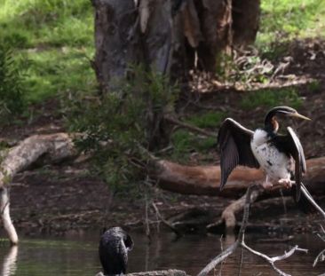 Sunbathed 1 bedroom Apartment Moments From Banksmeadow Shops - Photo 4