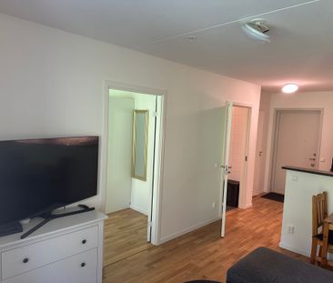 Gaffelseglet, Vega - Photo 6