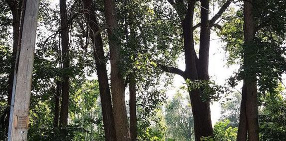 3 1/2 tranquil et spacieux à Saint Lambert - Photo 2