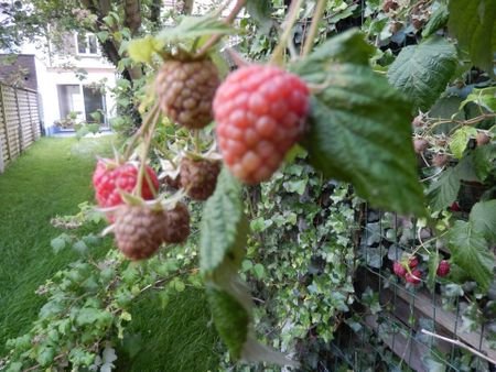 Gerenoveerde 3 slaapkamerwoning met grote zuidelijke tuin - Foto 2