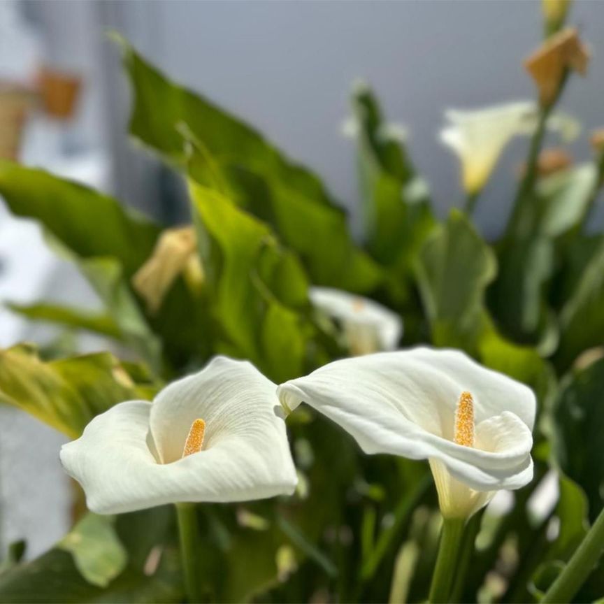 Piso de alquiler en Carrer Sant Rafel, 4a, Cambrils Mediterrani - Photo 1