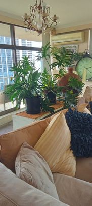 Surfers Paradise - Photo 1