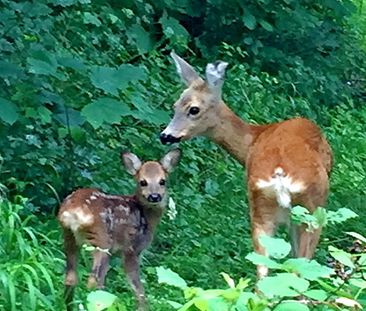 4½ Zimmer-Wohnung in Zürich - Kreis 11 Allenmoos, möbliert, auf Zeit - Foto 3