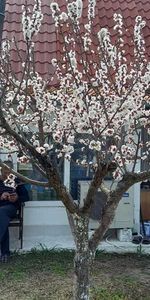 Μονοκατοικία για ενοικίαση - Καλλικράτεια, - Photo 4