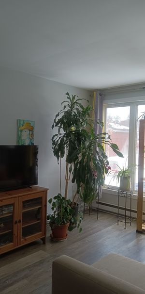 Lumineux Et Spacieux 4 1/2 , 01 Mai. - Photo 1