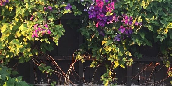 Skeppargatan, Visby - Photo 3