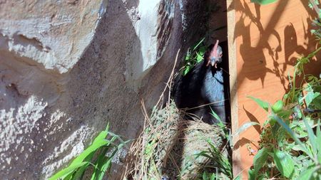 Se alquila por temporadas, preciosa casita rural en una finca en La Orotava. A poca altitud, barbacoa, frutales, animales. - Photo 3