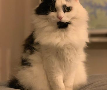 Woolloomooloo - Photo 6