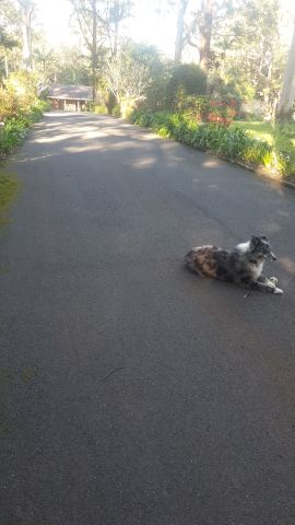 Goonellabah - Photo 5