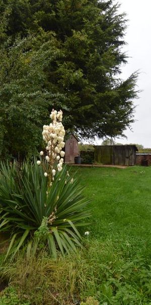 2 bedroom cottage to rent - Photo 1