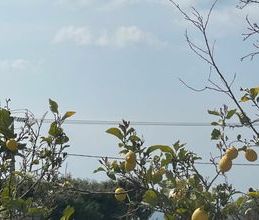 Μονοκατοικία για ενοικίαση - Καλύβια Θορικού, - Photo 3