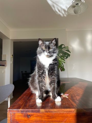 Castle Hill - Photo 3