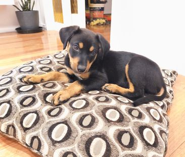 Springvale South - Photo 3