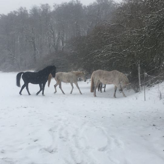 Wohnen mit Pferd 3ZKB auf Pferdehof - Photo 1