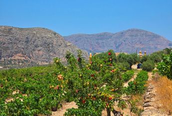 WIDE ESTATE FOR RENT IN TEULADA FOR LONG TERM