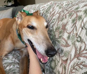 Dulwich Hill - Photo 3