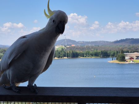 Canberra CBD - Photo 3