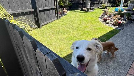 Pet Friendly Family Home - Photo 4