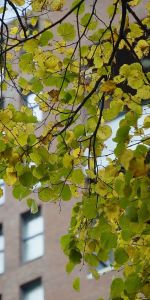 Carolina van Nassaustraat 301 - Foto 3