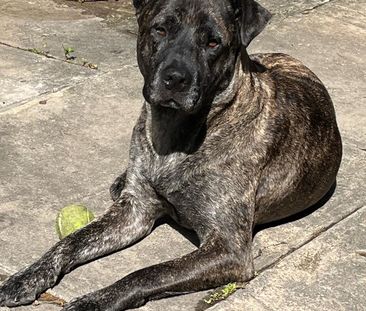 Marrickville - Photo 6