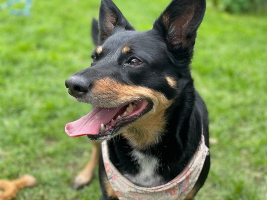 West Footscray - Photo 1