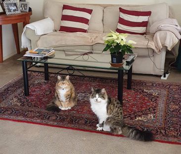 Glen Huntly - Photo 3