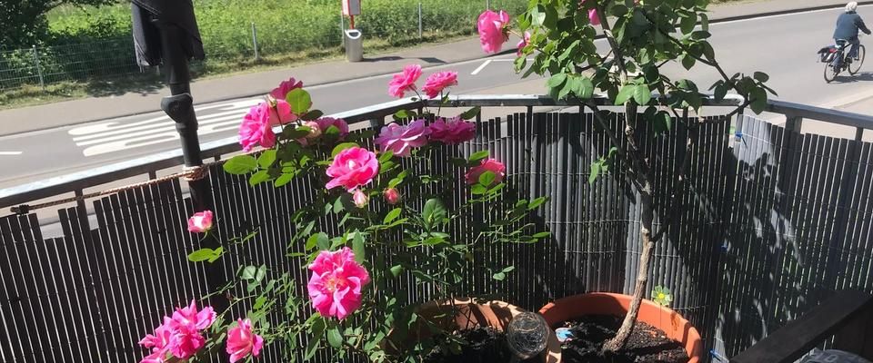 Süße Single-Wohnung in Köln Sürth zu vermieten - Foto 1