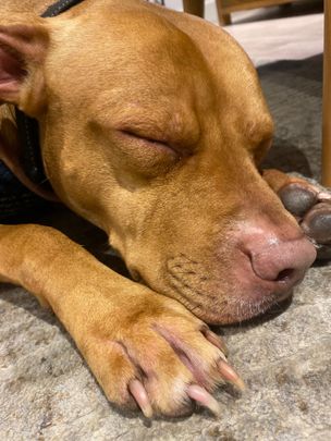 Lalor Park - Photo 1